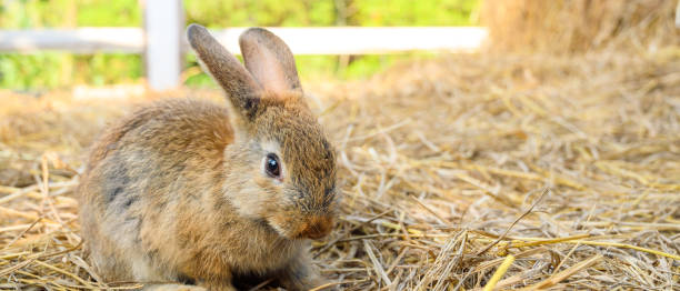istock Cute brown rabbit bunny domestic pet on straw. Rabbit farm. 1405574367