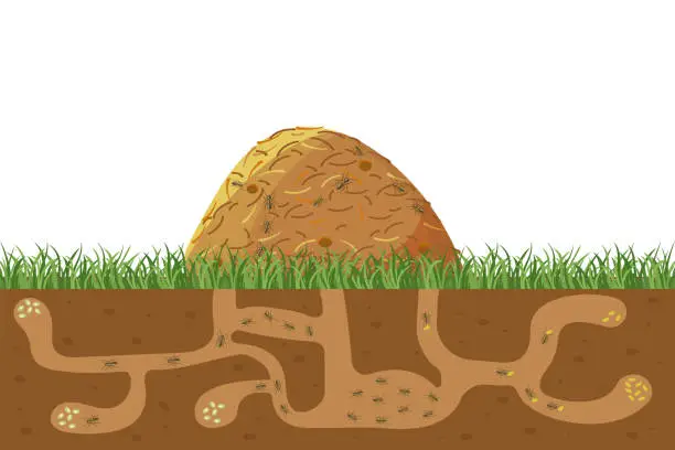 Vector illustration of Anthill in section under ground. Termite nests with labyrinths. House forest insects.
