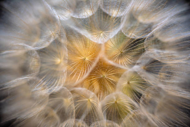 Close-up of a flower of Tragopogon campestris stock photo