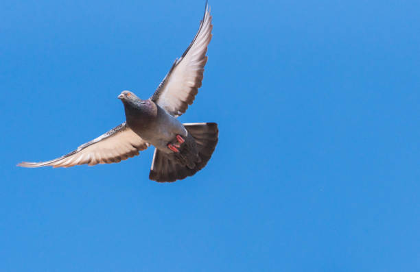 istock City pigeon maneuvers in flight 1405577129