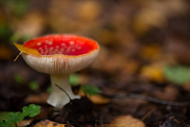 istock Poisonous fly agaric mushroom with red cap in white dots and yellow leaf on top grows in grass in autumnal forest 1405579594