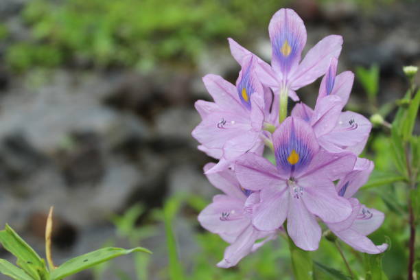 istock Lilies by the river 1405580092