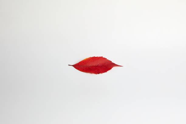istock a single autumn leaf of red color 1405581542