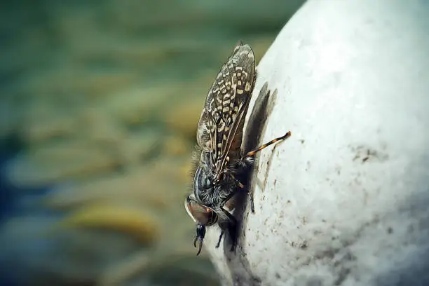 Haematopota pluvialis Common Horse Fly Insect. Digitally Enhanced Photograph.