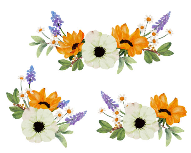 ilustrações, clipart, desenhos animados e ícones de girassol de aquarela e coleção de elementos de buquê de flores anêmona branca - yellow anemone