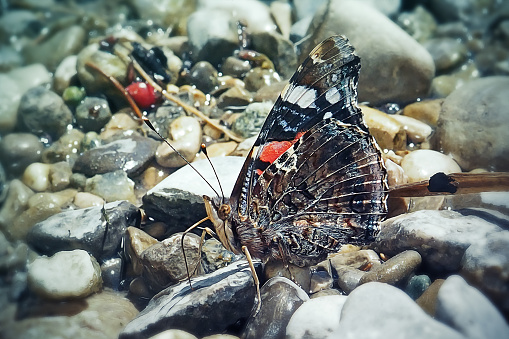 Vanessa atalanta Red Admiral Butterfly Insect. Digitally Enhanced Photograph.