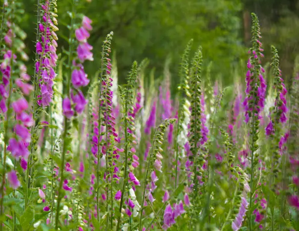 A field of purple, pink and white foxgloves in Fife, Scotland.