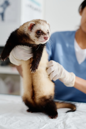 Vertical selective focus shot of unrecognizable female vet palpating ferret during medical check up appointment