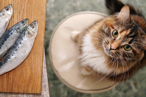 A hungry cat steals fish from the the table. The pet wants to eat.