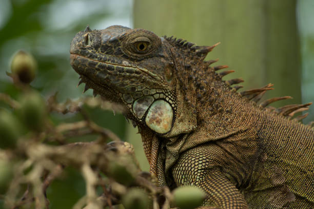 Nature travel in Costa Rica The beauty of nature across Costa Rica 2667 stock pictures, royalty-free photos & images