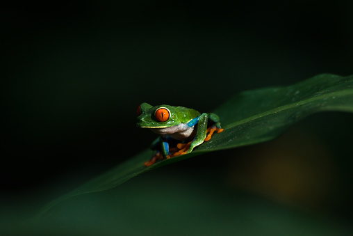 A cute red-eyed frog is perched on a green leaf