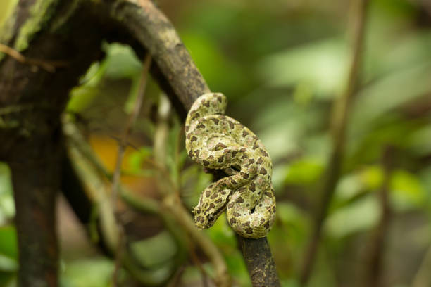 코스타리카의 자연 여행 - eyelash viper 뉴스 사진 이미지