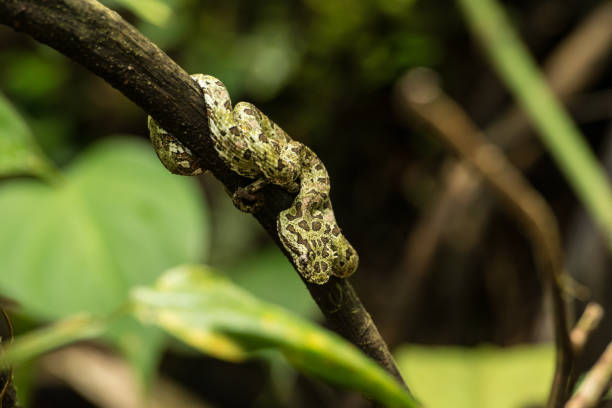 코스타리카의 자연 여행 - eyelash viper 뉴스 사진 이미지