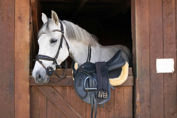 white horse, detail - only head visible out from wooden stables box - horse stall stable horse barn imagens e fotografias de stock