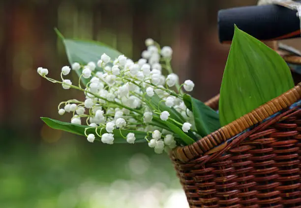 Bouquet of lilies of the valley in a basket. White flowers