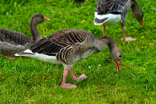 Toulouse goose, walking across the grass in summer. The Toulouse is a breed of domesticated goose