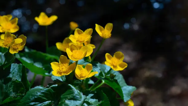 Flowers medicinal herbs plant background - Blooming fresh Caltha palustris Ranunculaceae yellow yolk flowers on river bank in spring with bokeh lights