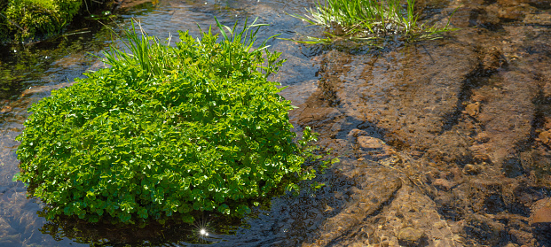 Medicinal herbs plant background - Fresh green edible Watercress Nasturtium officinale on river bank in spring