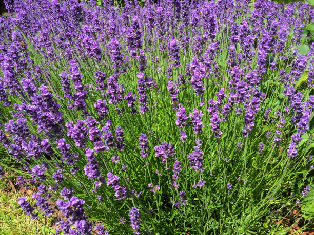 istock Blooming lavender in the park. Close-up. Nature background. 1405589088