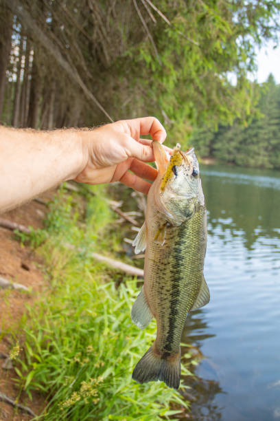 summer bass cought during summer day shore fishing on a blastic bait - cought imagens e fotografias de stock