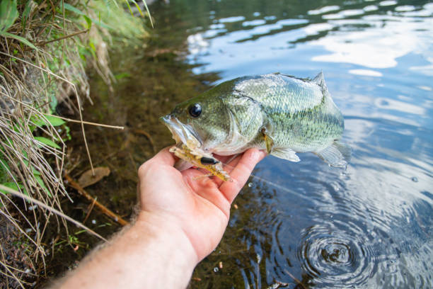 summer bass cought during summer day shore fishing on a blastic bait - cought imagens e fotografias de stock