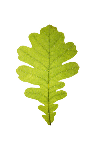 Close-up of green oak leaf isolated on white background
