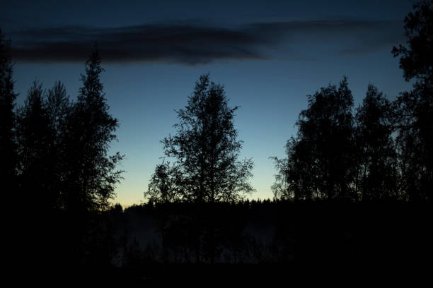 Forest at night. Silhouettes of trees in evening. Forest landscape. stock photo