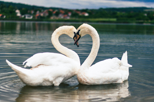The beautiful white swans in the lake.