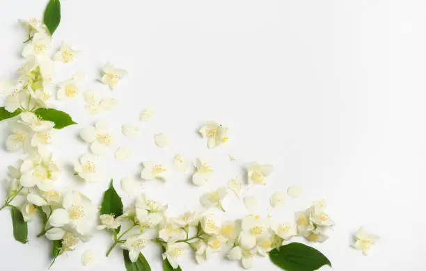 Photo of Composition of white jasmine flowers.