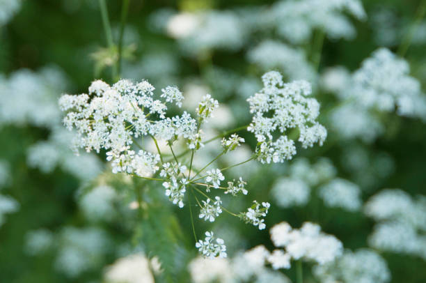 istock Anthriscus flowers in a forest, close up shot 1405592037