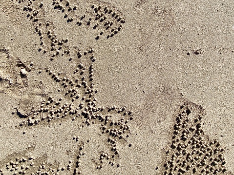 Horizontal flat lay looking down at beach sand with tiny round balls made by the Sand Bubbler Crab which are a by-product of their snacking and make lovely abstract nature art design on tropical climate beaches Australia