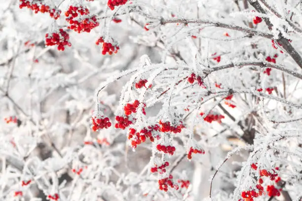 Photo of Red winter viburnum covered by snow and ice