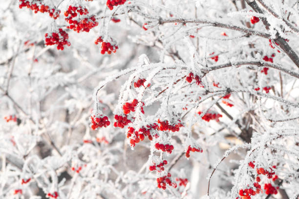 red winter viburnum covered by snow and ice - viburnum imagens e fotografias de stock