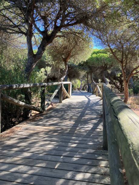 istock Wooden path through pine wood softly lit at dawn 1405592191