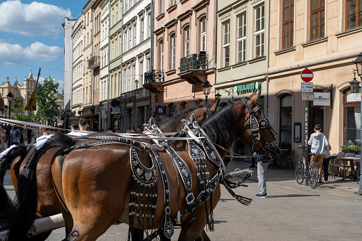 Horses in Old Town, Krakow, Poland