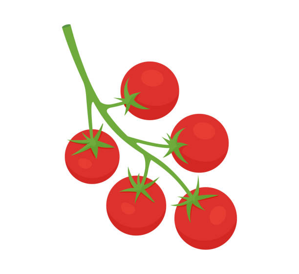 ilustraciones, imágenes clip art, dibujos animados e iconos de stock de tomate cherry aislado sobre blanco. tomate cherry rojo en rama. ilustración vectorial vegetales. - cherry tomato tomato white background vegetable