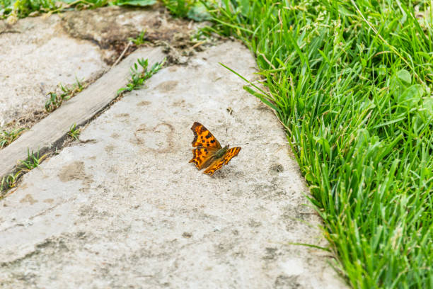 istock Butterfly on concrete slab by grass 1405593783