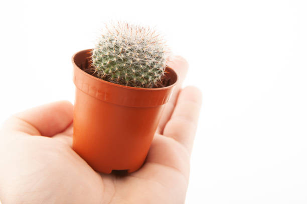 image of small cactus white background studio