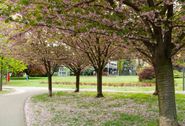 istock Green Corridor Clear Passage Springtime Downtown Outdoors Financial District Capital City Croatian Culture Zagreb Cityscape Europe 1405594207