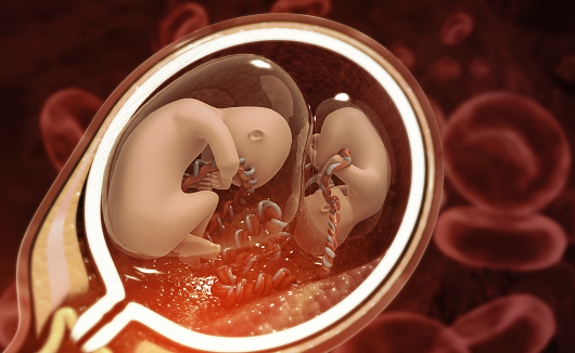 Twin fetus in the womb, overview of multiple pregnancy, 3d illustration