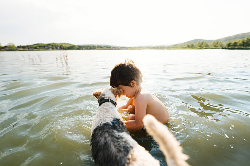 Two Golden Doodles have fun in the water in autumn in Adirondacks