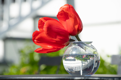 Red tulips in vase