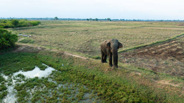Wild elephant in Sri Lanka. stock photo