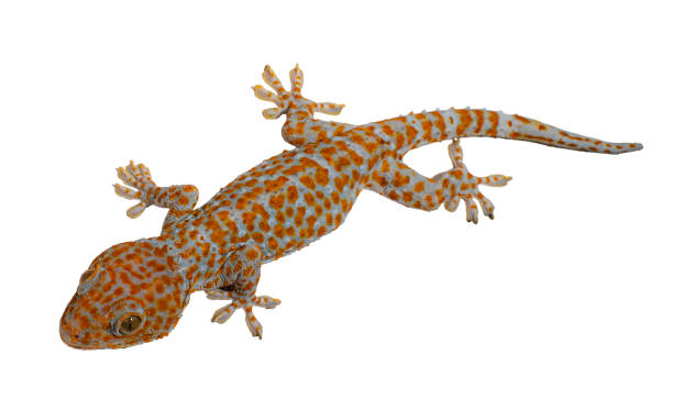 istock Gray skin gecko with orange polka dots. 1405598243
