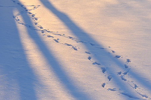 Bird tracks on snow