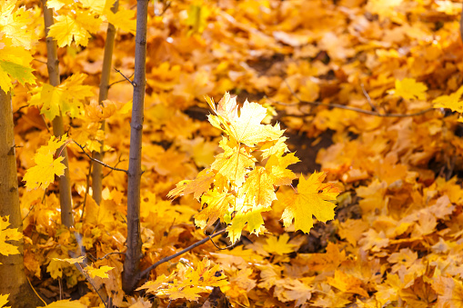 Autumn background with golden leaf fall. Yellow maple leaves in the rays of sunlight. Warm autumn sunny weather