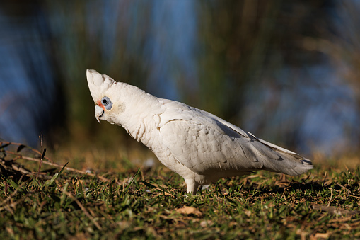A Little Corella looking for food amongst the grass in the morning sun. Cacatua sanguinea.