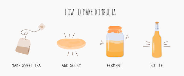 Kombucha fermented probiotic homemade drink guide. Tea mushroom brewing method with scoby. Healthy tea fungus drink ingredients. Flat style hand drawn vector illustration. Kombucha fermented probiotic homemade drink guide. Tea mushroom brewing method with scoby. Healthy tea fungus drink ingredients. Flat style hand drawn vector illustration kombucha jar stock illustrations