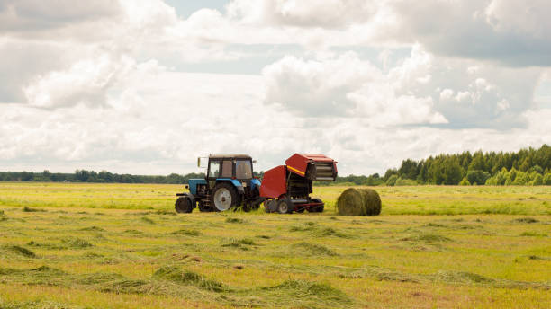 Harvesting of agricultural feed in the field. A round baler unloads a bale of fresh hay during harvest. Large round bales of hay laid in the fields are dried in the sun after harvesting. Harvesting of agricultural feed in the field. hay baler stock pictures, royalty-free photos & images