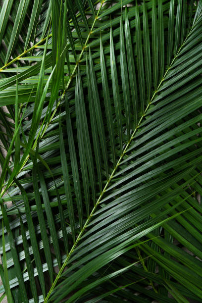 istock Tropical palm leaves isolated on dark gray background. 1405601548